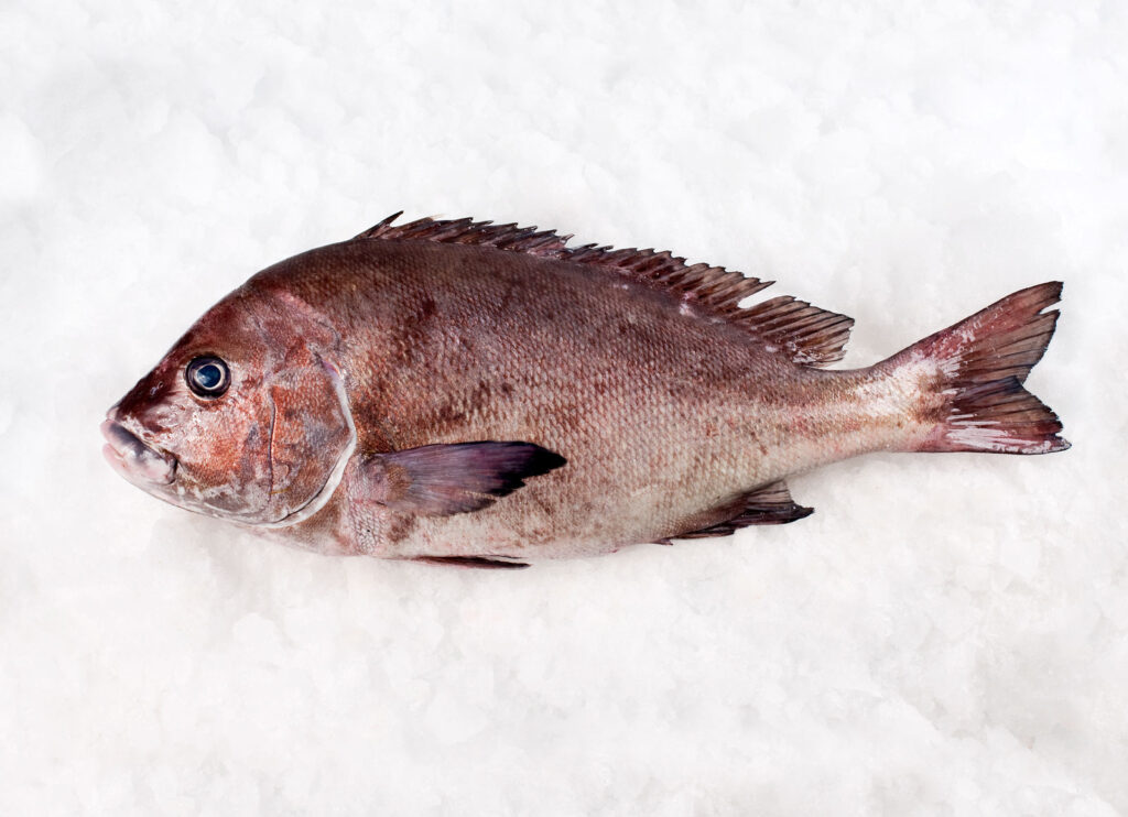 Borriquete - Plectorhinchus mediterraneus